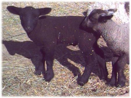 2 lambs