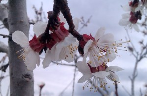 cherry blossoms close