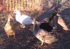 new ducks