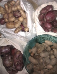 potatoes from Rainshadow Organics